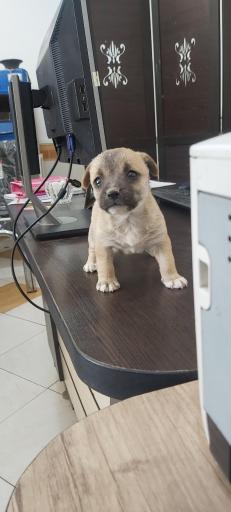 عکس کلینیک دامپزشکی دکتر یوسف پور