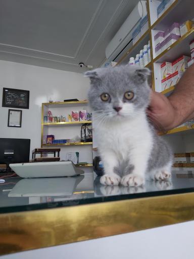 عکس کلینیک دامپزشکی دکتر یوسف پور