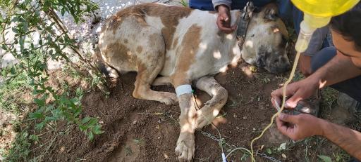 عکس کلینیک دامپزشکی دکتر یوسف پور