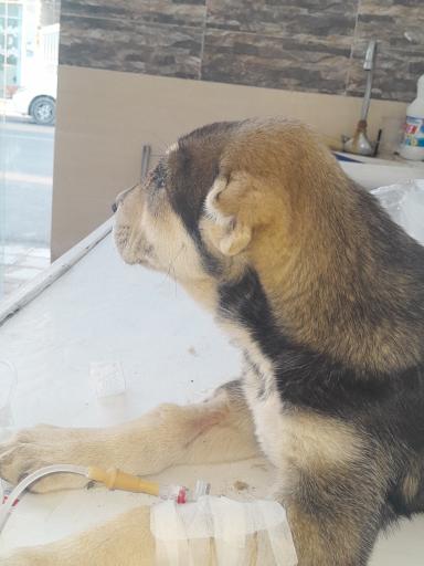 عکس کلینیک دامپزشکی دکتر یوسف پور