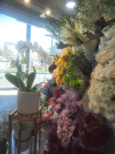 عکس گل شکیبا