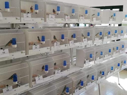 مجموعه پرطلایی قم