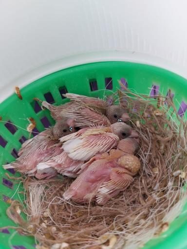 مجموعه پرطلایی قم