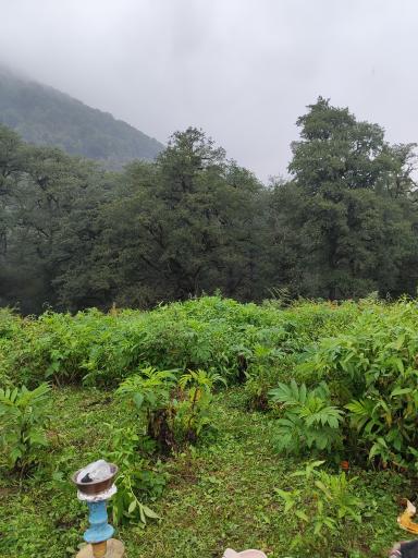 عکس جواهرده