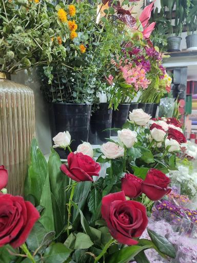 عکس گل سوریتا