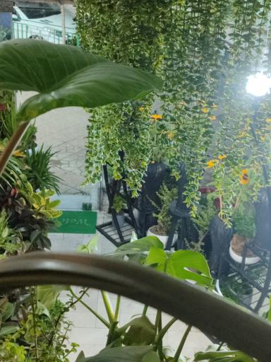 عکس گل سوریتا