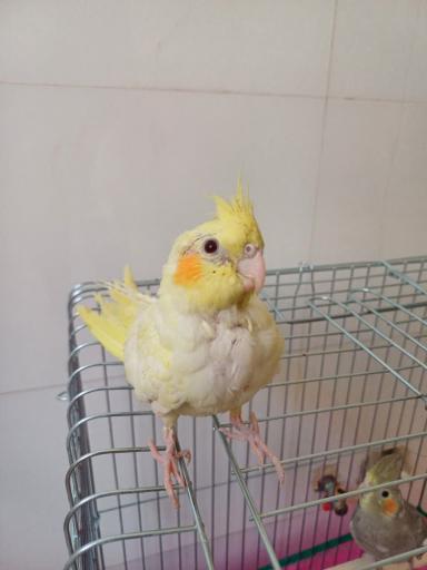 عکس مجموعه پرطلایی قم