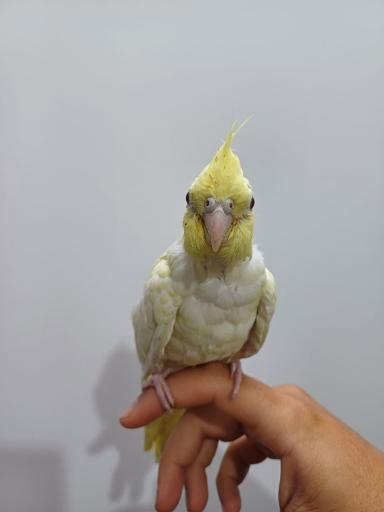 عکس مجموعه پرطلایی قم