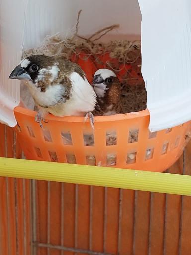 عکس مجموعه پرطلایی قم