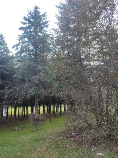 عکس جواهرده