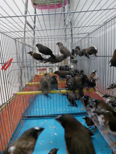 عکس مجموعه پرطلایی قم