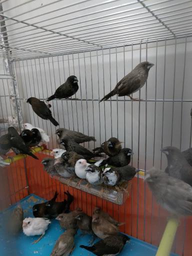 عکس مجموعه پرطلایی قم