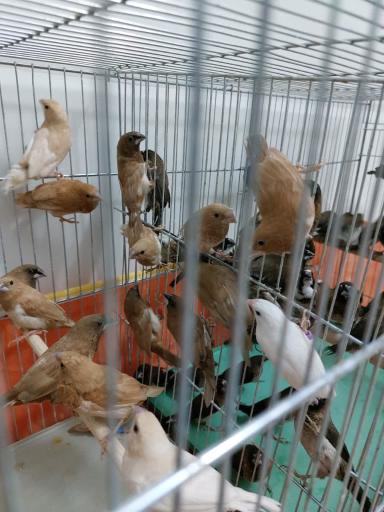 عکس مجموعه پرطلایی قم