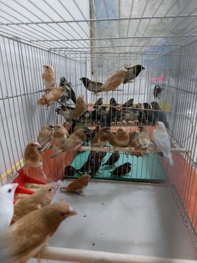 عکس مجموعه پرطلایی قم