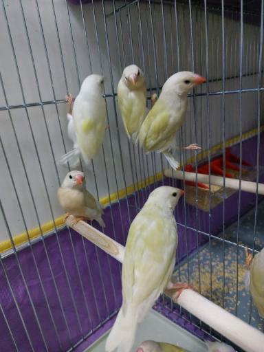 عکس مجموعه پرطلایی قم