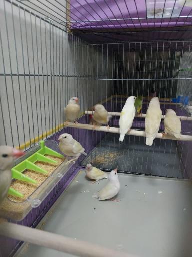 عکس مجموعه پرطلایی قم