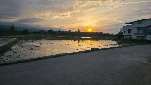 عکس اسپی کلا