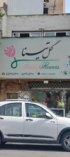 عکس گل تینا