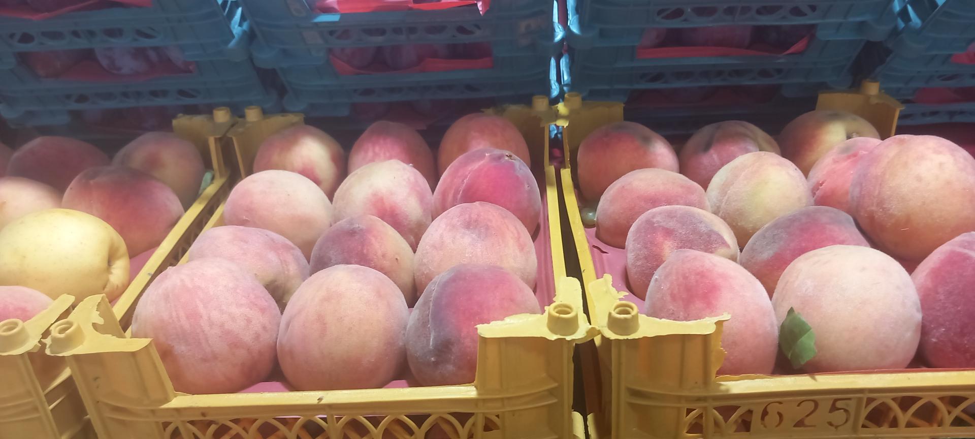 عکس میوه سرای علی