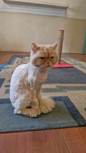 کافه موزه گربه ایرانی