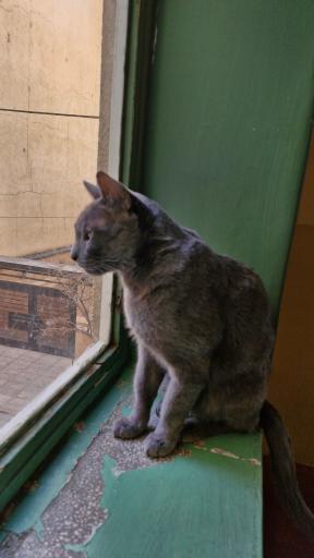 کافه موزه گربه ایرانی