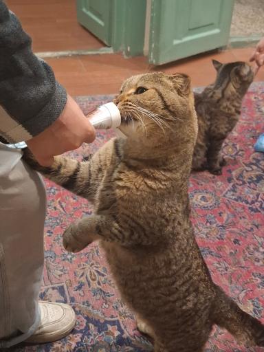 کافه موزه گربه ایرانی