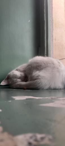 کافه موزه گربه ایرانی