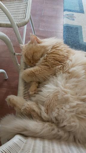 کافه موزه گربه ایرانی