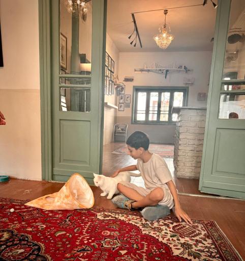 عکس کافه موزه گربه ایرانی