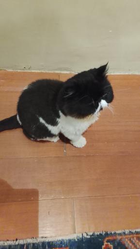 عکس کافه موزه گربه ایرانی