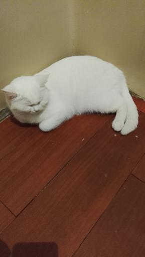 عکس کافه موزه گربه ایرانی