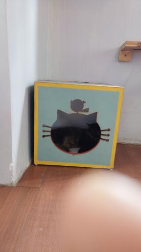 عکس کافه موزه گربه ایرانی