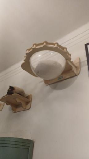 عکس کافه موزه گربه ایرانی