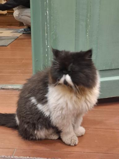 عکس کافه موزه گربه ایرانی