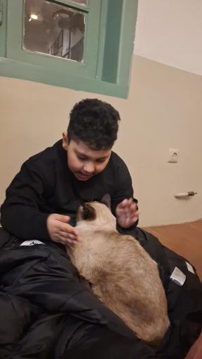 کافه موزه گربه ایرانی