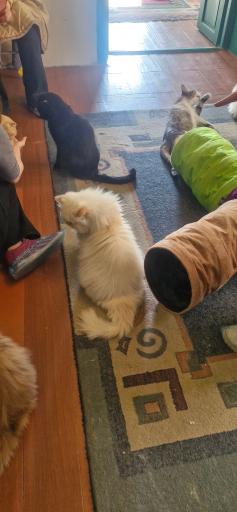 عکس کافه موزه گربه ایرانی