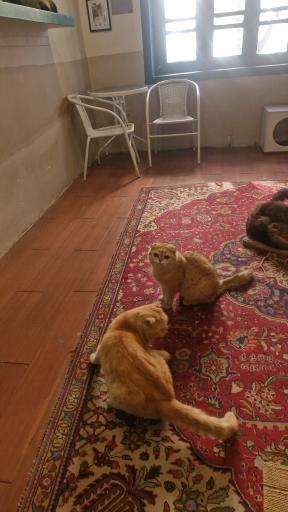 عکس کافه موزه گربه ایرانی