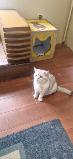 عکس کافه موزه گربه ایرانی