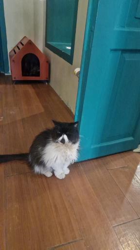 عکس کافه موزه گربه ایرانی