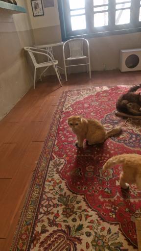 عکس کافه موزه گربه ایرانی