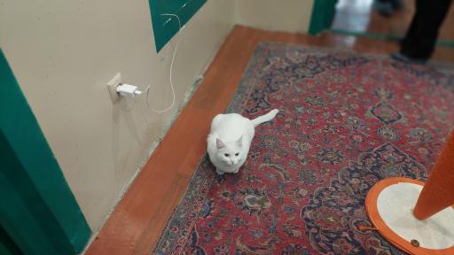 عکس کافه موزه گربه ایرانی