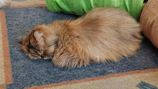 عکس کافه موزه گربه ایرانی