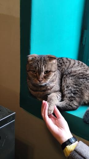 عکس کافه موزه گربه ایرانی