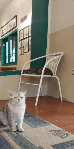 عکس کافه موزه گربه ایرانی