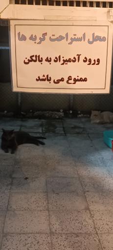 عکس کافه موزه گربه ایرانی