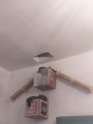 کافه موزه گربه ایرانی