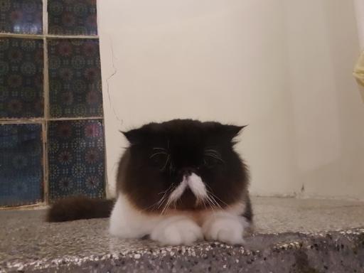 عکس کافه موزه گربه ایرانی
