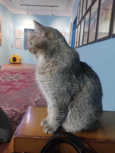 عکس کافه موزه گربه ایرانی