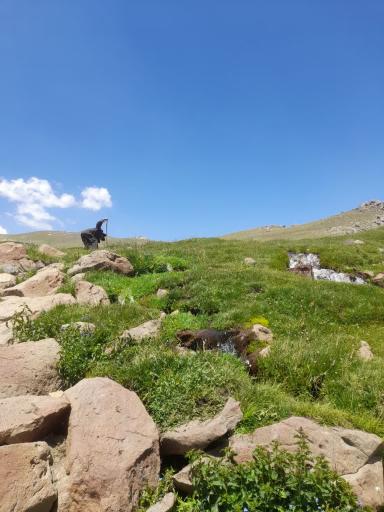 عکس دشت میشان