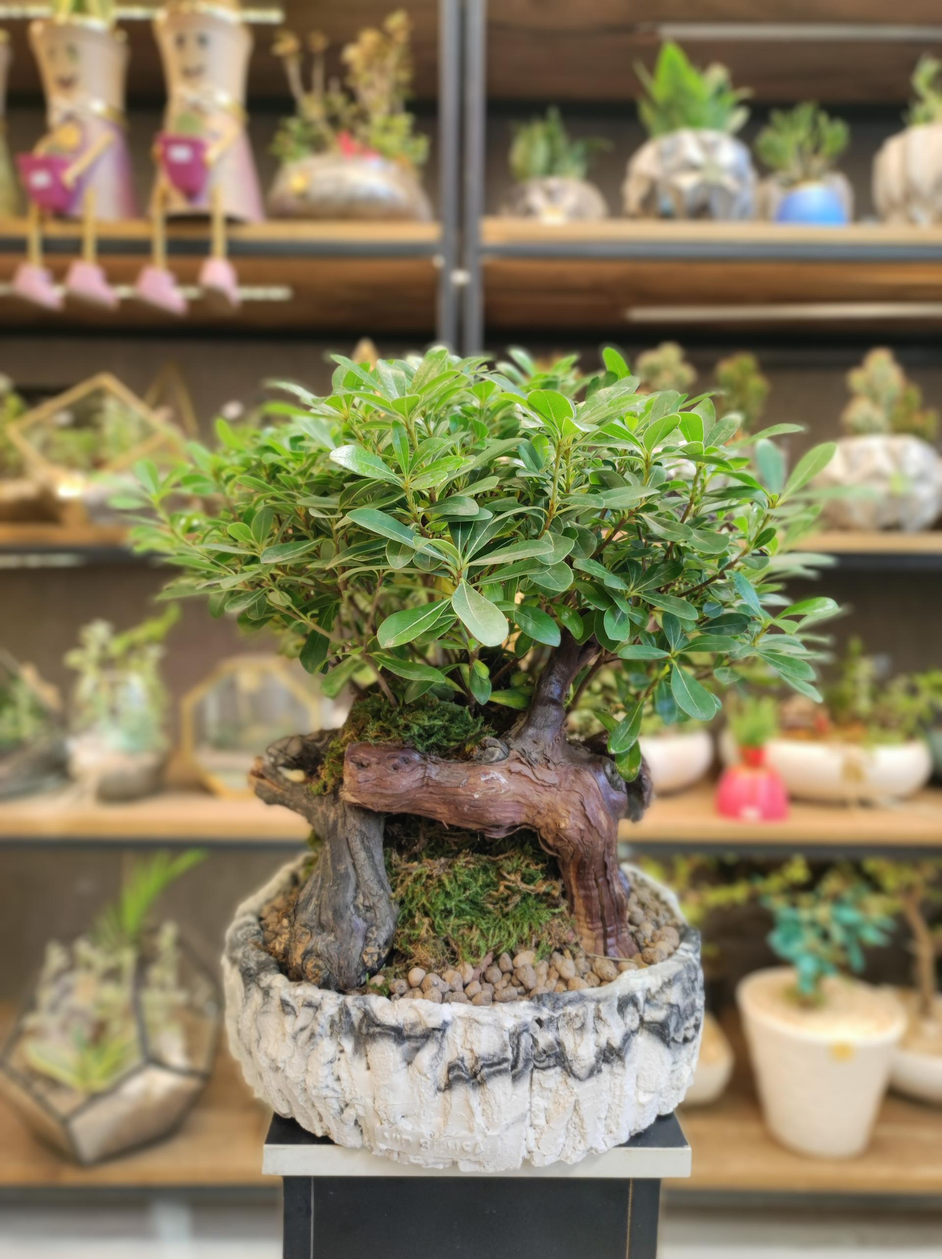 عکس گلفروشی گُلآریو